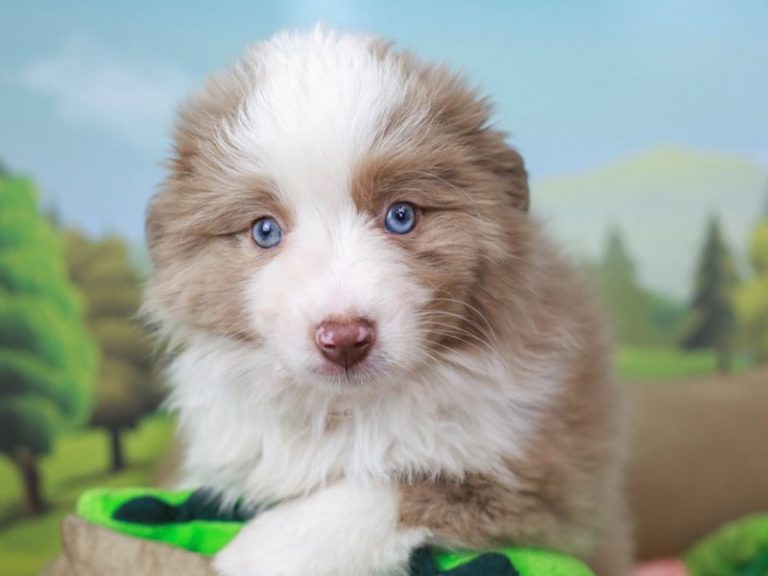 Australian Shepherd