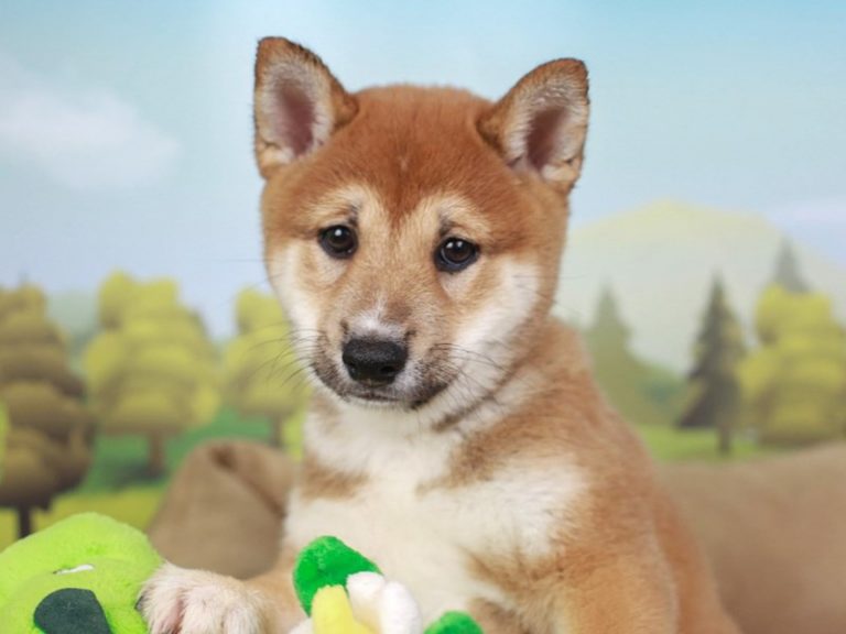 Shiba Inu