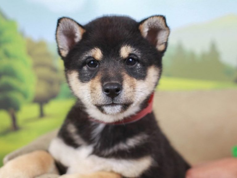 Shiba Inu