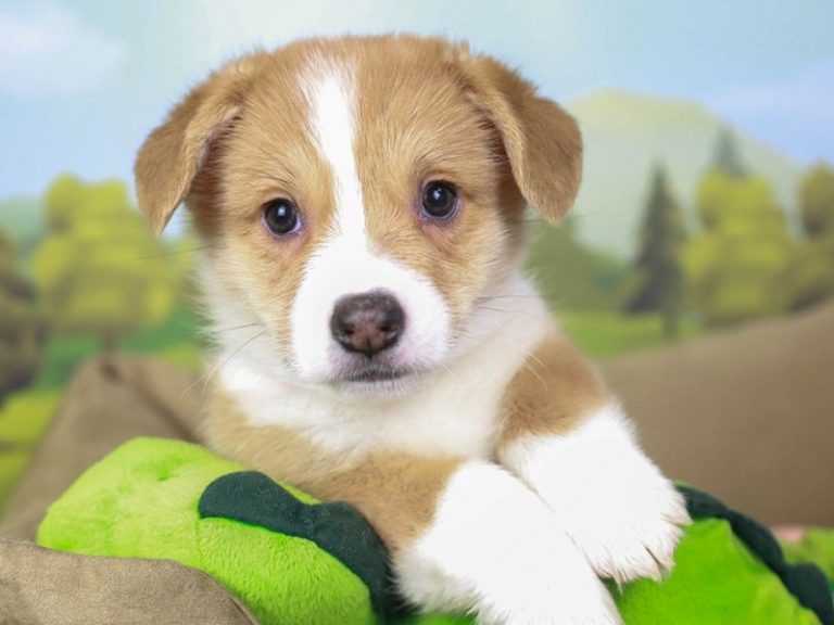 Pembroke Welsh Corgi