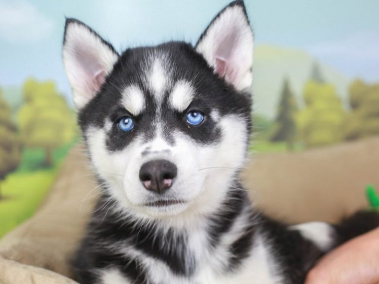 Siberian Husky