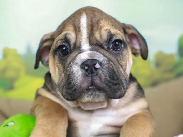 English Bulldog