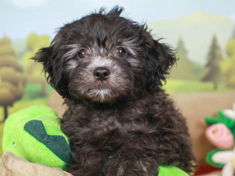 Shorkie-Poo-Male--2641854-Animal Kingdom | Puppies N Love