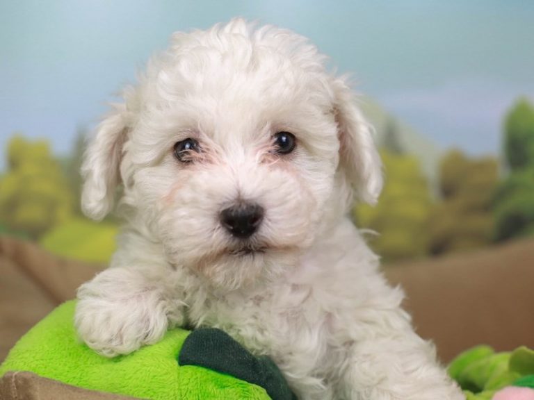 Malti Poo