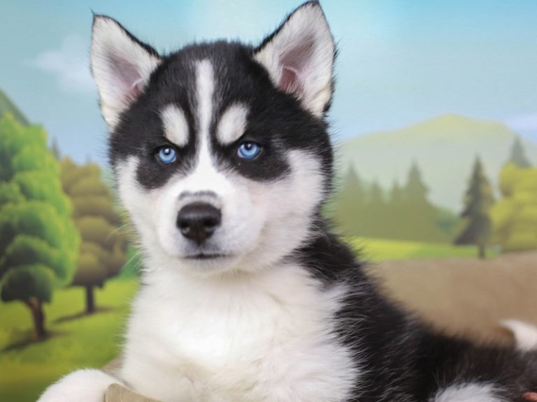 Siberian Husky