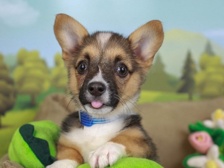 Pembroke Welsh Corgi