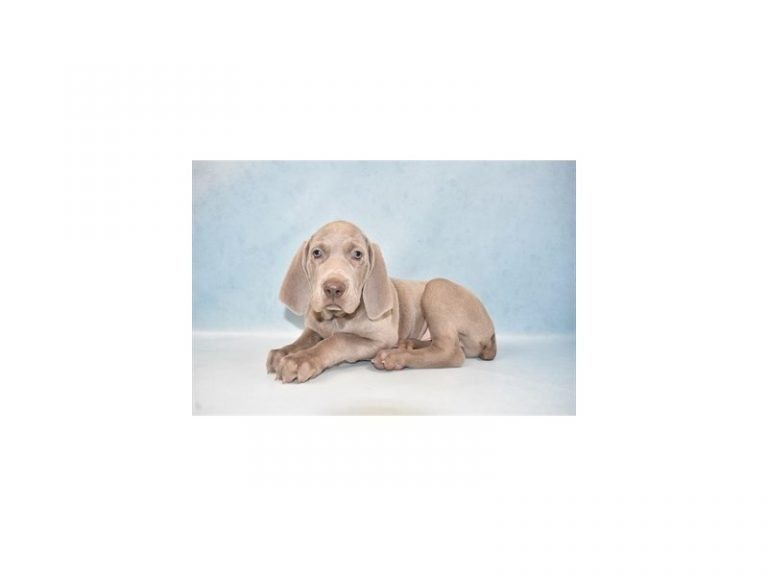 Weimaraner