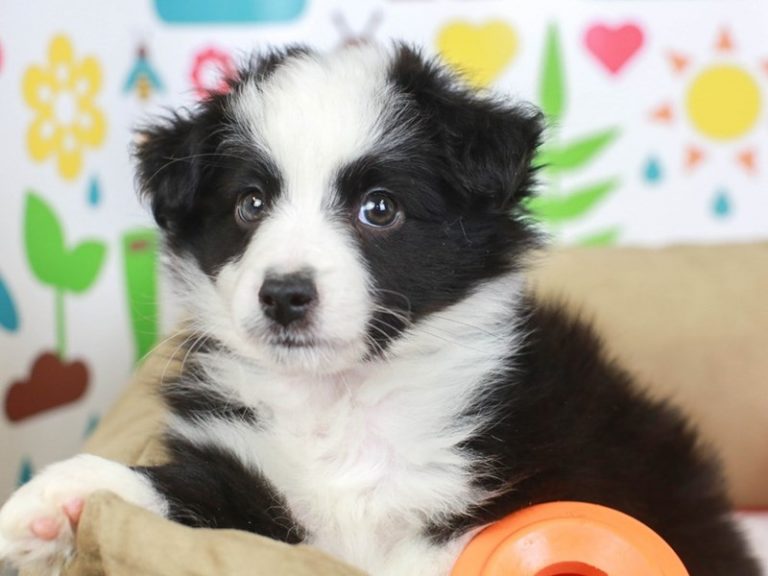 Mini Australian Shepherd