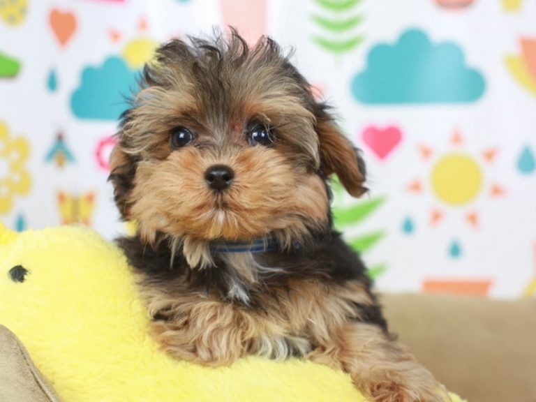 Yorkie Poo