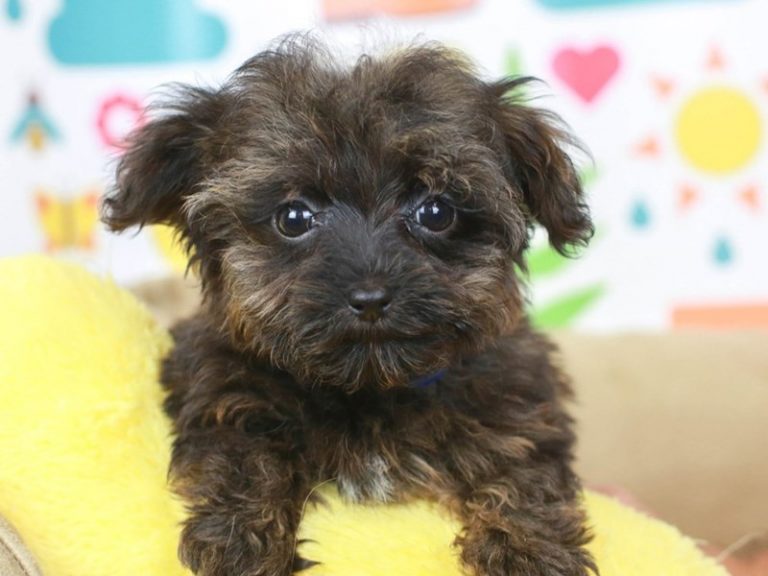 Yorkie Poo