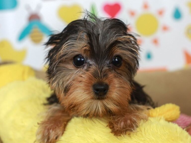 Yorkshire Terrier