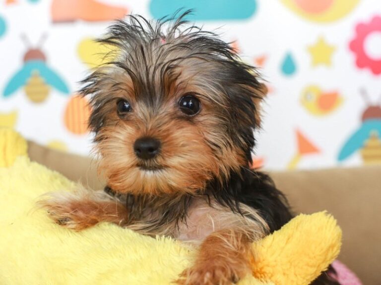 Yorkshire Terrier