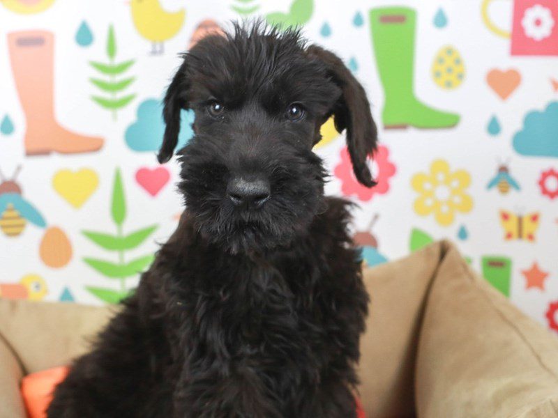 Giant Schnauzer-Male-Black-2641247-Animal Kingdom | Puppies N Love