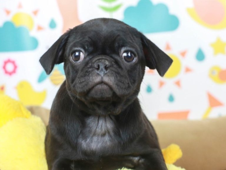 Pug