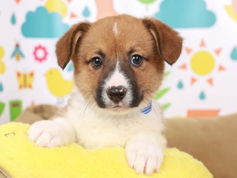 Pembroke Welsh Corgi