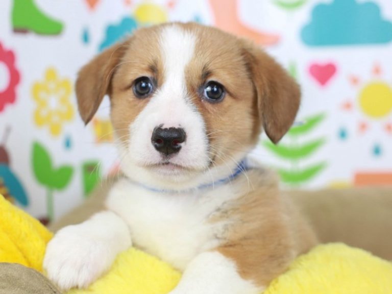 Pembroke Welsh Corgi