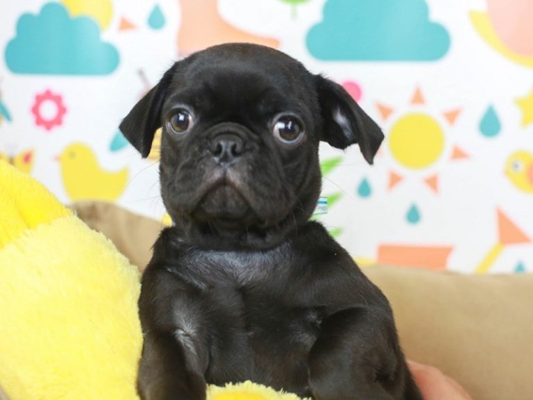 Pug