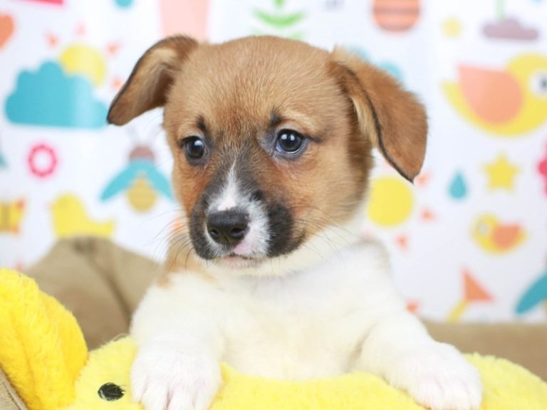 Pembroke Welsh Corgi