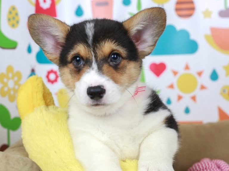 Pembroke Welsh Corgi