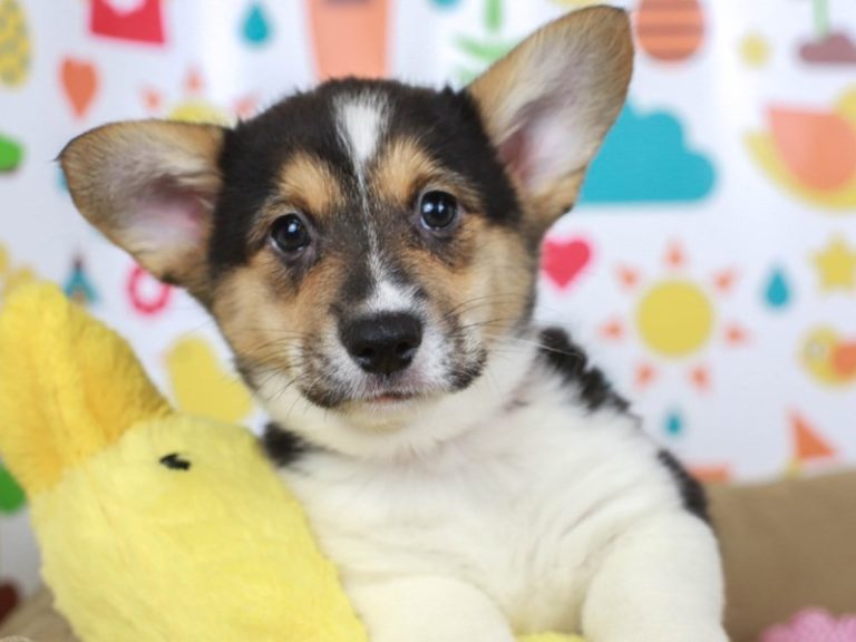 Pembroke Welsh Corgi