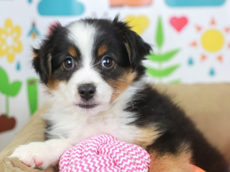 Mini Australian Shepherd