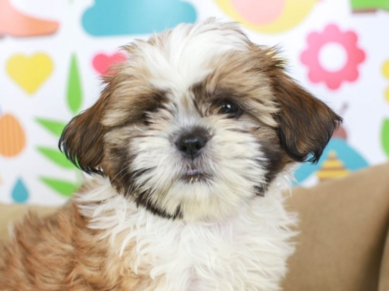 Shih Tzu