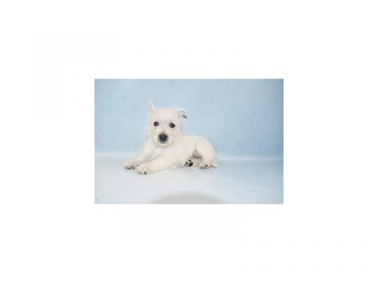 West Highland White Terrier