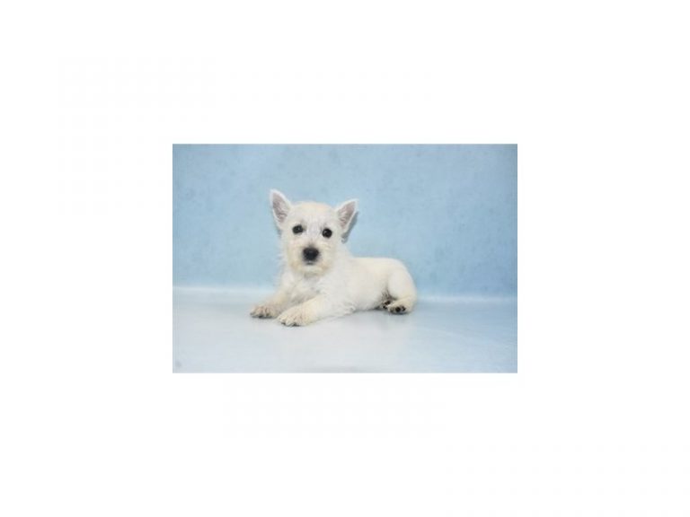 West Highland White Terrier