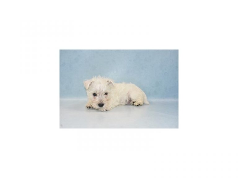 West Highland White Terrier
