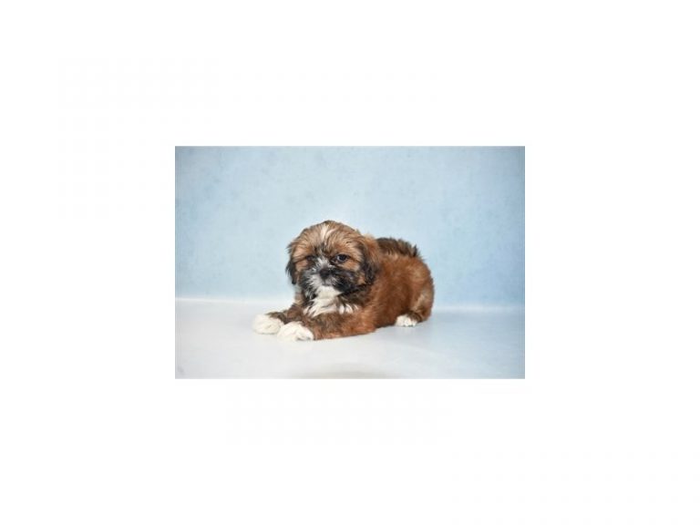 Lhasa Apso