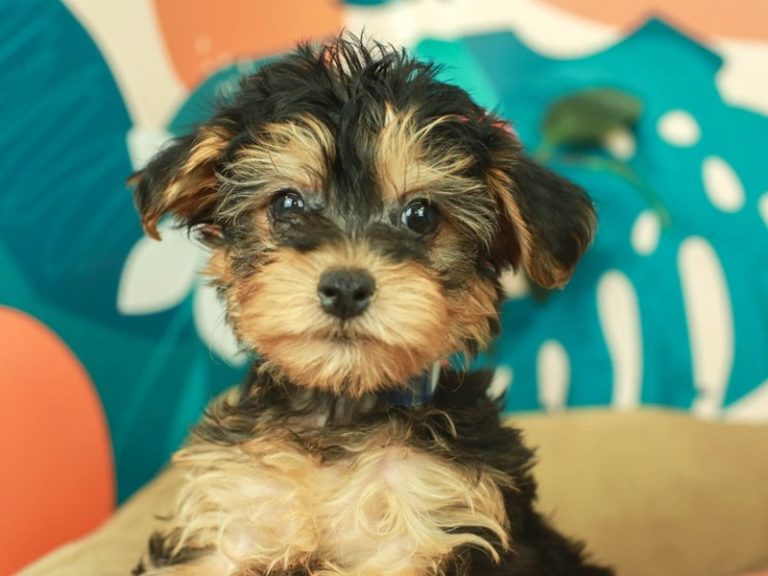 Yorkie Poo
