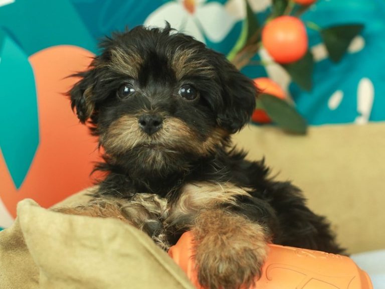 Yorkie Poo