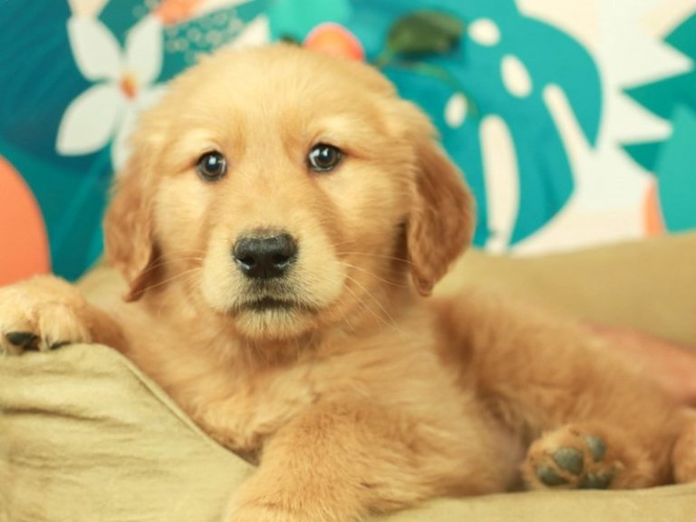 Golden Retriever