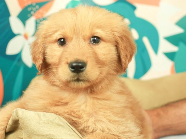 Golden Retriever
