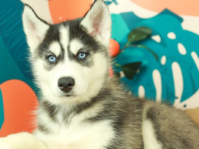 Siberian Husky