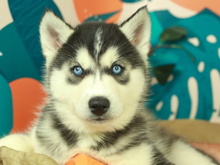 Siberian Husky