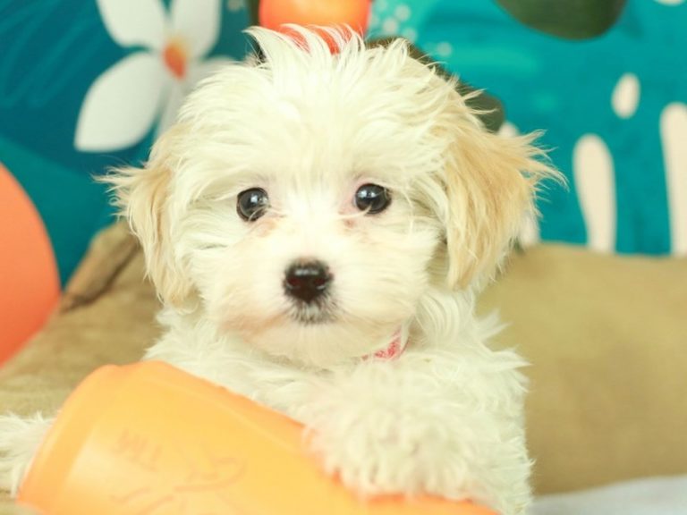 Malti Poo