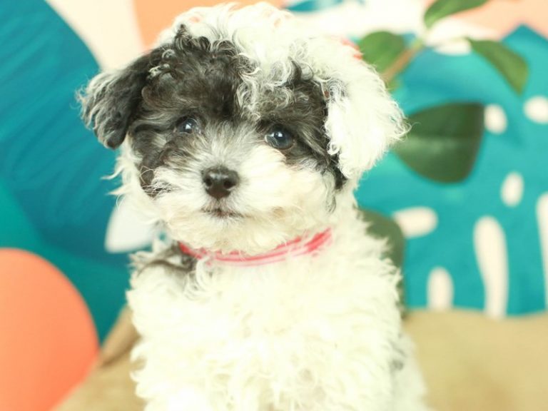 Malti Poo