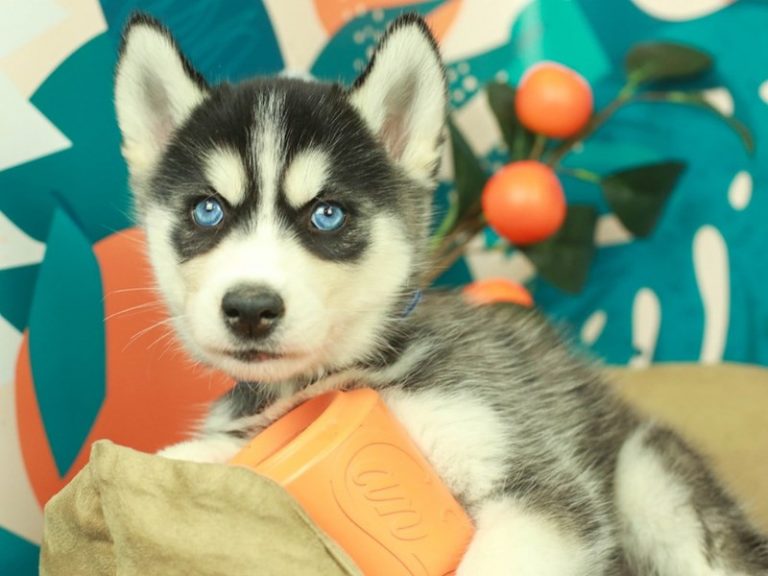 Siberian Husky