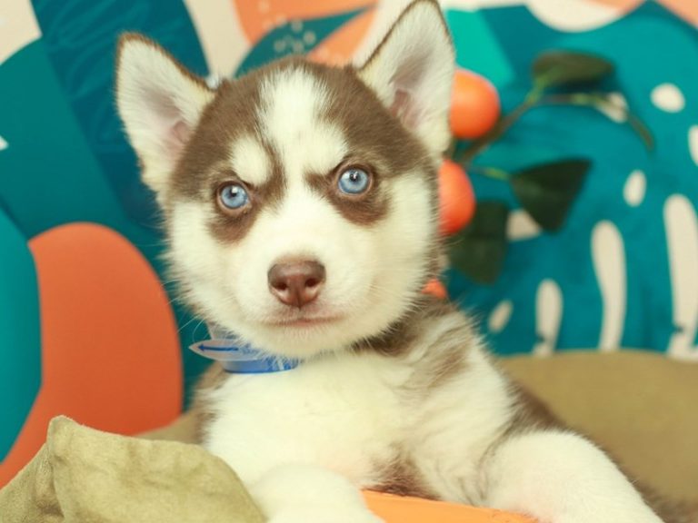 Siberian Husky