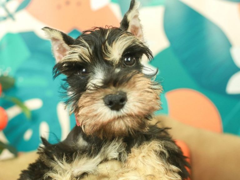 Miniature Schnauzer