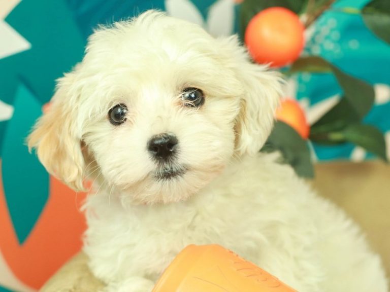Malti Poo