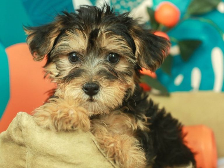 Yorkie Poo