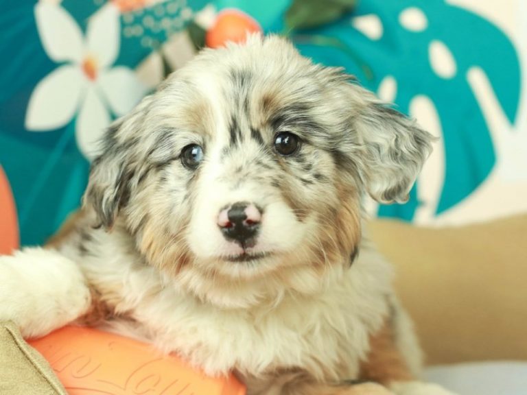 Australian Shepherd