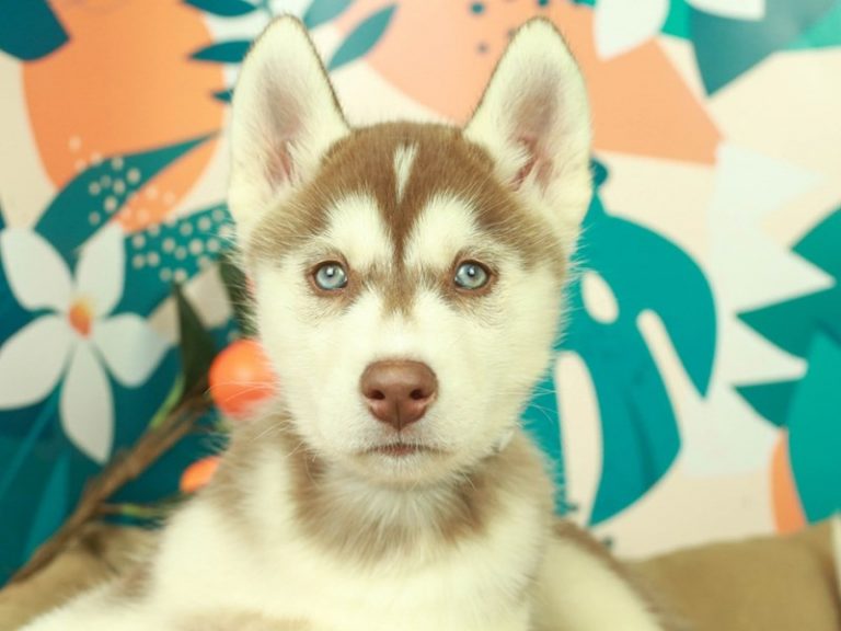 Siberian Husky