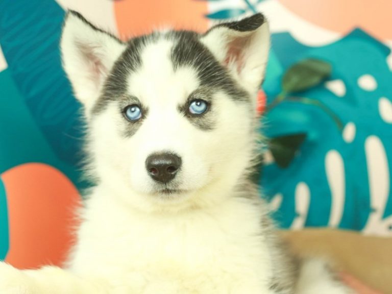 Siberian Husky