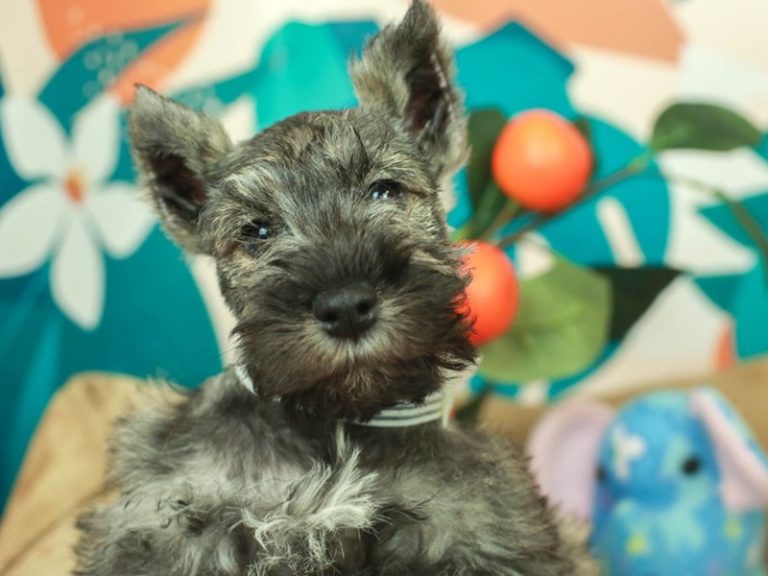 Miniature Schnauzer