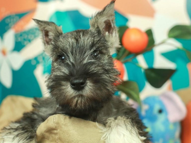 Miniature Schnauzer