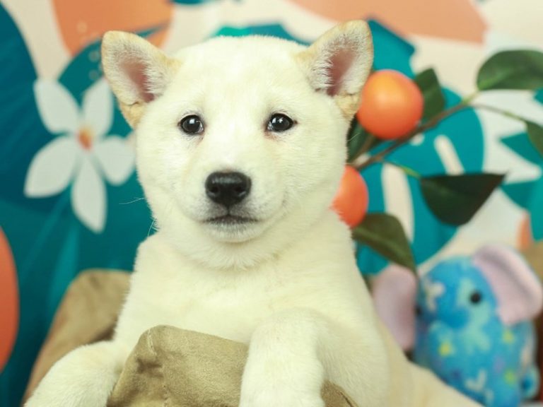 Shiba Inu