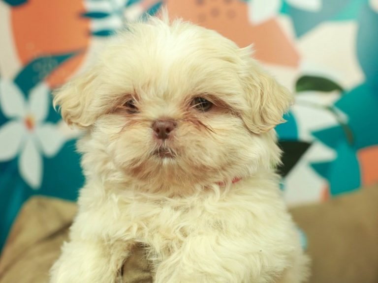 Shih Tzu
